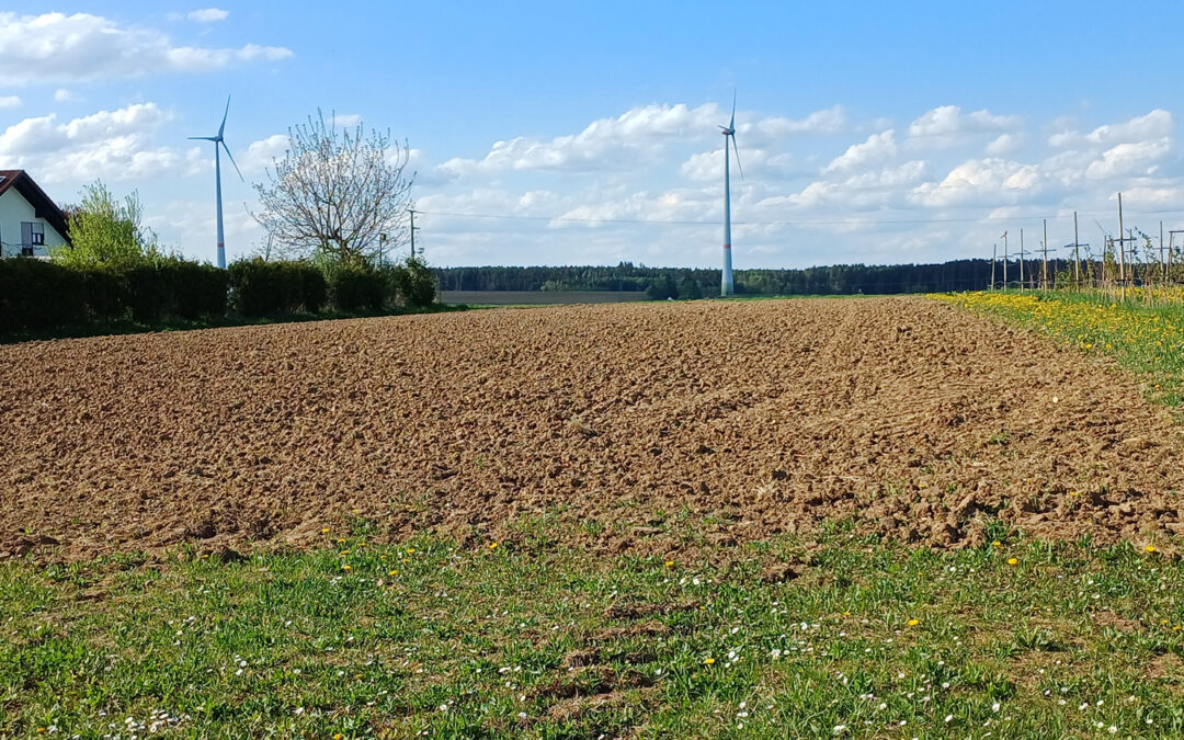 Blühwiese-Patenschaft